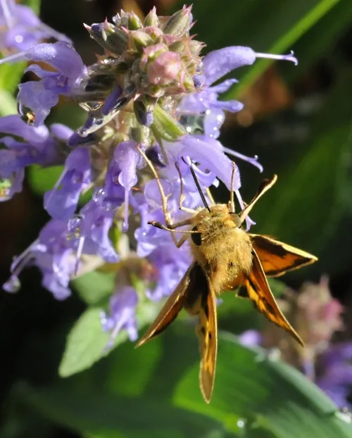 A male Fiery Skipper (Hylephila phyleus) spreads his wings. (Photo by Kathy Keatley Garvey)