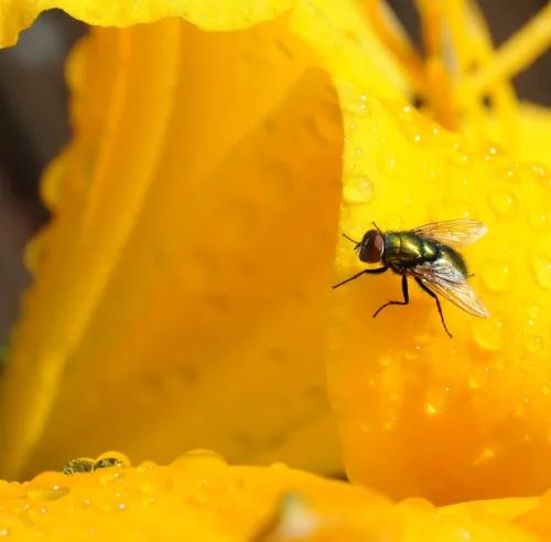A green bottle fly lands on a daylily after the rain. (Photo by Kathy Keatley Garvey)