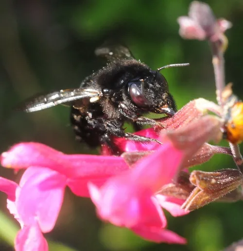 This female carpenter bee ("Josie the Carpenter?") robs nectar from sage. Check out the huge compound eyes. (Photo by Kathy Keatley Garvey)