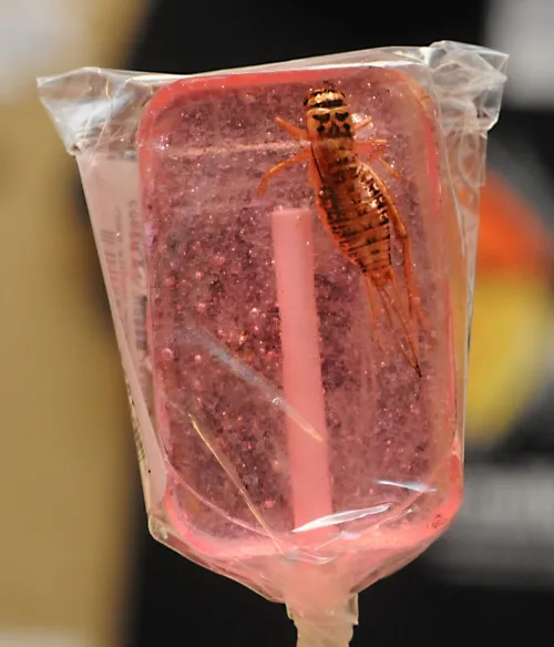 Each lollipop contains a nutritious cricket. (Photo by Kathy Keatley Garvey)