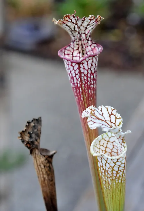 This is a pitcher plant, Sarracenia leucophylla. It's carnivorous. The tubular leaf (left) is spent. The other two are ready to trap insects. (Photo by Kathy Keatley Garvey)