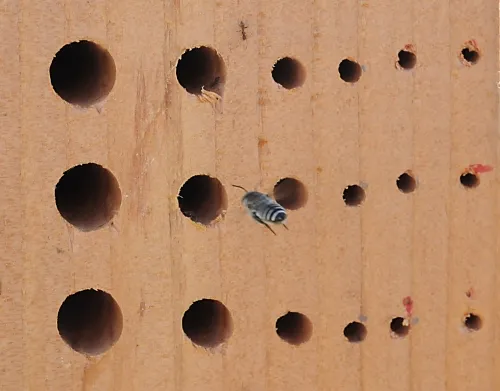 THE GOOD--A leafcutter bee heads toward a bee block or "bee condo" erected by a Yolo County farmer to attract native pollinators. UC Berkeley professor Gordon Frankie is scheduled to discuss "Native California Bees Looking for Cheap Urban Real Estate” at the Northern California Entomology Society meeting on Nov. 6 in Concord. (Photo by Kathy Keatley Garvey)