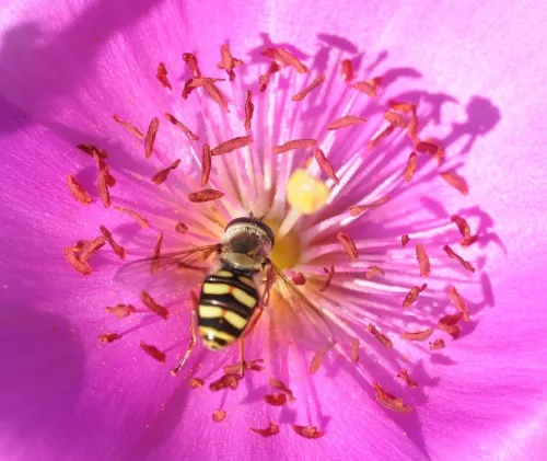 NECTARING--A hover fly gathers nectar from a rock purslane (Calandrinia grandiflora). (Photo by Kathy Keatley Garvey)