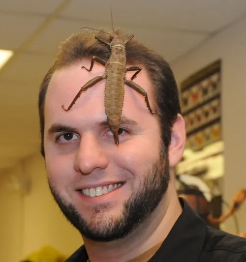 NEW HEADGEAR--Eric San Gregorio, an undergraduate student majoring in entomology at UC Davis, has new headgear: a Giant New Guinea Walking Stick. (Photo by Kathy Keatley Garvey)