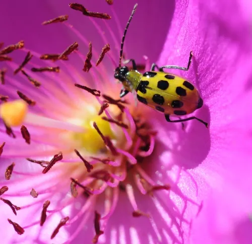 SPOTTED CUCUMBER BEETLE--A spotted cucumber beetle feeds on nectar in a rock purslane. (Photo by Kathy Keatley Garvey)