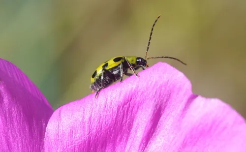 SPOTTED CUCUMBER BEETLE--A spotted cucumber beetle on a rock purslane. (Photo by Kathy Keatley Garvey)