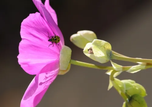 A spotted cucumber beetle crawls inside a rock purslane. (Photo by Kathy Keatley Garvey)