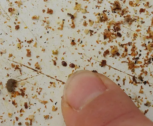 MITES ON HIVE FLOOR--UC Davis bee breeder-geneticist Susan Cobey points to two varroa mites on a hive floor. The varroa mite is an external parasite of honey bees.(Photo by Kathy Keatley Garvey)