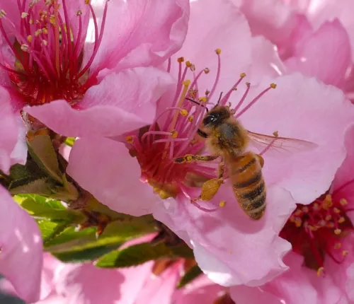 BEE-ING THERE--Honey bees pollinate more than 90 crops, including the nectarine. The honey bee pollinates one third of the American diet. Without the honey bee, there would be no Thanksgiving, or Thanksgiving as we know it. (Photo by Kathy Keatley Garvey)