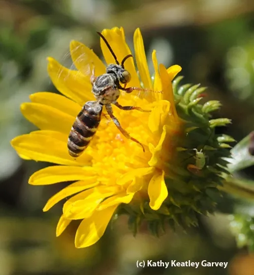NOT YOUR BASIC BEE--The cuckoo bee, probably the genus Triepeolus and probably a male (according to Robbin Thorp), on a gum plant. (Photo by Kathy Keatley Garvey)