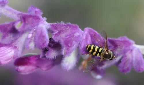 HOVER FLY--A hover fly, mimicking the coloring of a wasp, is nectaring sage. (Photo by Kathy Keatley Garvey)