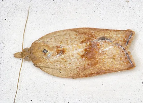 FEMALE LIGHT BROWN APPLE MOTH--The female has lighter coloring than the male. In Australia, it lays up to 1500 eggs in a clutch, usually three times a year.(Photo courtesy of David Williams, principal scientist, Perennial Horticulture, Department of Primary Industries, Victoria, Australia.)