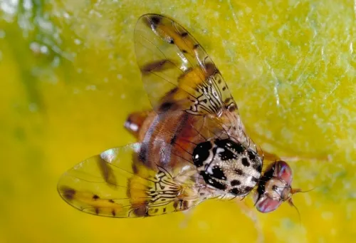 MEDFLY--Border patrol agents suspect that travelers to Hawaii may be bringing back mangoes infested with the larvae of a Mediterranean fruit fly. The Medfly can infest more than 260 types of fruits and vegetables, causing severe impacts on California agricultural exports and backyard gardens, according to the California Department of Food and Agriculture (CDFA). The CDFA announced Dec. 2 that it has established a 107 square-mile quarantine zone in the El Cajon area of San Diego County, following the detecti