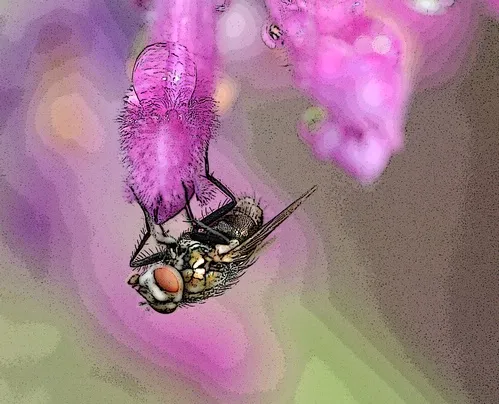THE FLY--A fly on sage, posterized through Photoshop. (Photo by Kathy Keatley Garvey)