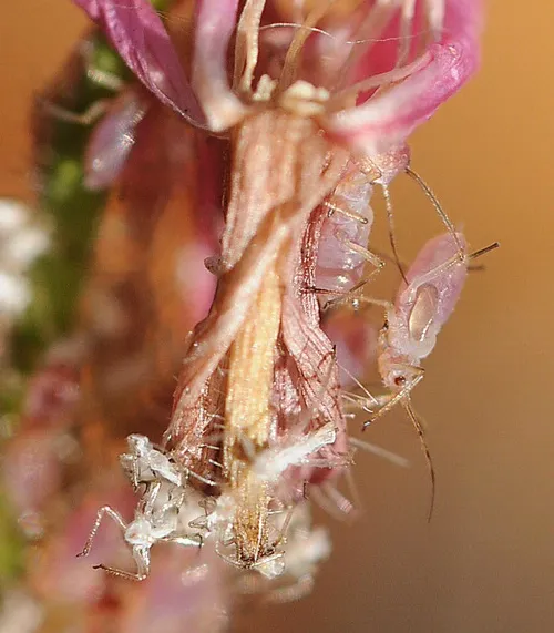APHIDS ON GAURA--These aphids are feasting on a gaura. (Photo by Kathy Keatley Garvey)