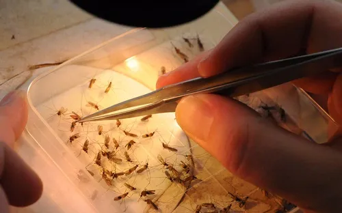 THE MOSQUITOES--Mosquitoes that transmit diseases, such as malaria and West Nile virus, can kill us. Entomology graduate student Tara Thiemann is studying Culex mosquitoes. Infected Culex mosquitoes can transmit West Nile virus. (Photo by Kathy Keatley Garvey)