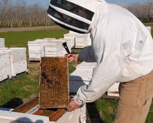 PROTECTIVE GEAR--Beekeepers wear protective gear to ward off bee stings. Here UC Davis beekeeper Kim Fondrk tends his bees. These are not Africanized bees (as mentioned in the text above), but European or Western honey bees. (Photo by Kathy Keatley Garvey)