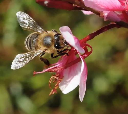A HONEY OF A BEE--Newly published research in the journal Current Biology finds that the buzz of honey bee wings scares off plant predators, like caterpillars. This bee is gathering nectar from a guara. (Photo by Kathy Keatley Garvey)