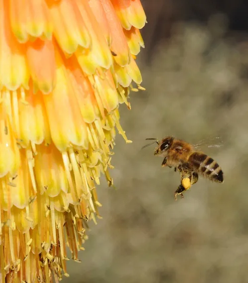BEELINE--A pollen-packed honey bee makes a beeline for a red-hot poker, variety "Christmas Cheer," in the Storer Gardens at UC Davis. The date: Dec. 20, five days before Christmas. (Photo by Kathy Keatley Garvey)