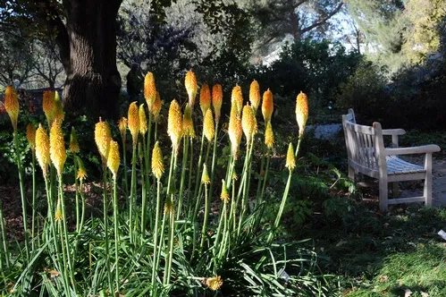 RED-HOT POKER--The red-hot poker, variety "Christmas Cheer," brightens the Storer Gardens at UC Davis. A bench awaits visitors. (Photo by Kathy Keatley Garvey)