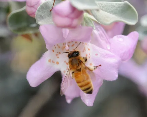 GATHERING NECTAR--This honey bee at the University of California, Davis, is gathering nectar on Cenizo (Leucophyllum frutescens). Newly published research from the University of Illinois finds that honey bees on cocaine dance more, and that the bees are motivated by feelings of reward. (Photo by Kathy Keatley Garvey)