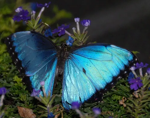 BLUE BUTTERFLY--This butterfly in the live butterfly display at the Entomological Society of America's recent meeting in Reno prompted photographers to aim, focus and shoot. (Photo by Kathy Keatley Garvey)