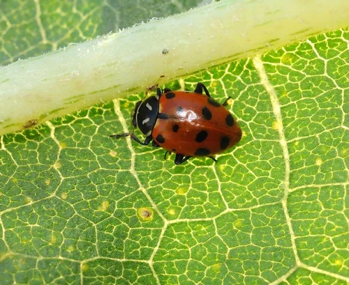 TURN OVER A NEW LEAF--and there's a ladybug, aka lady beetle. (Photo by Kathy Keatley Garvey)