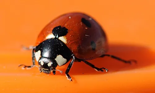 LUCKY BUG--This ladybug soaks up sunshine after being discovered in a garbage can. Her two-legged rescuers saved her from a trip to the landfill.(Photo by Kathy Keatley Garvey)