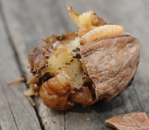 LARVAE INSIDE WALNUT--This fallen walnut contained three larvae. (Photo by Kathy Keatley Garvey)