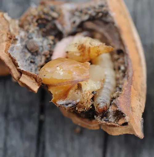 IN A NUTSHELL!--Close-up of larva inside a walnut. You can tell if it's a navel orangeworm (NOW) if it has a crescent-shaped marking on the sides of the second segment behind the head, says UC Davis entomologist Frank Zalom. Often, with NOW, there are two or more larvae inside a single nut. (Photo by Kathy Keatley Garvey)