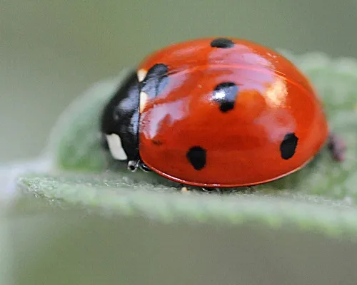 THE LADYBUG--The ladybug is an indicator of health and sustainability in olive orchards, scientists in Spain have found. (Photo by Kathy Keatley Garvey)
