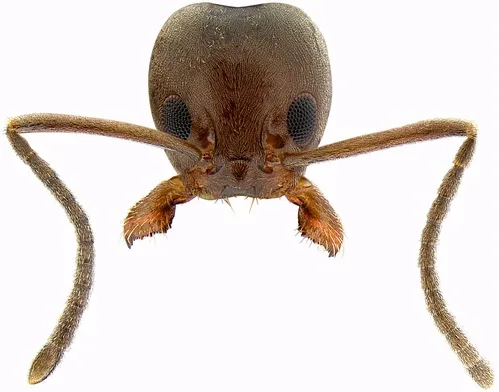 HEAD OF ARGENTINE ANT--This automontage of an Argentine ant is the work of Eli Sarnat at the University of California, Davis. Sarnat has just launched an interactive ant key to help professionals and non-professionals identify ants. See Web site at http://www.lucidcentral.org/keys/v3/PIAkey/index.html.