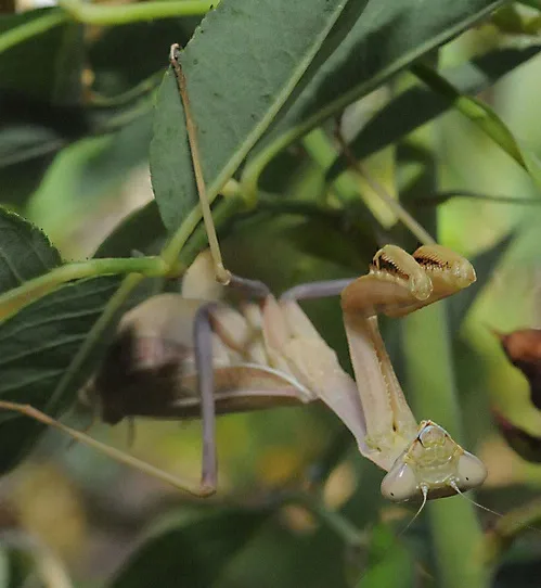 HERE'S LOOKING AT YOU--A praying mantis shows no fear. (Photo by Kathy Keatley Garvey)