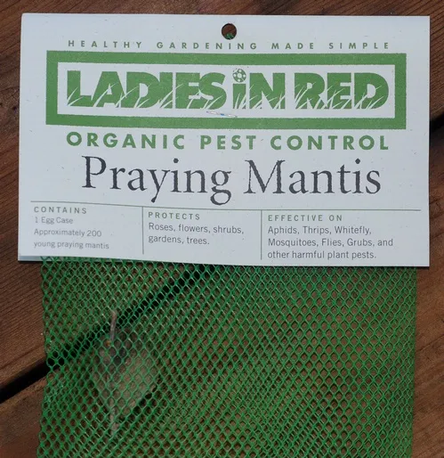 IT'S IN THE BAG--You can buy a praying mantis egg case online, in a nursery, or in the gardening section of your local hardware store. (Photo by Kathy Keatley Garvey)