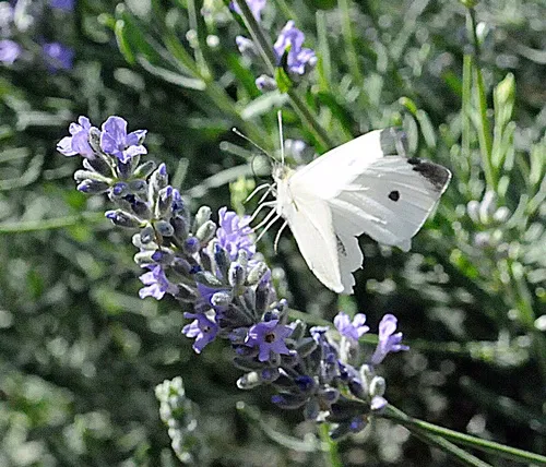 CABBAGE WHITE BUTTERFLY--This is a Pieris rapae similar to what UC Davis professor Art Shapiro found Jan. 20. (Photo by Kathy Keatley Garvey)