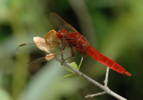 RED DRAGONFLY--UC Davis entomologist Michael Parrella submitted this photograph in the Insect Salon juried photography show at the Entomological Society of America's 56th annual meeting, held last November in Reno. Photographers from around the world entered the competition. Parrella is an associate dean of agricultural sciences at the UC Davis College of Agricultural and Environmental Sciences, and professor of entomology and environmental horticulture at UC Davis. (Photo by Michael Parrella)