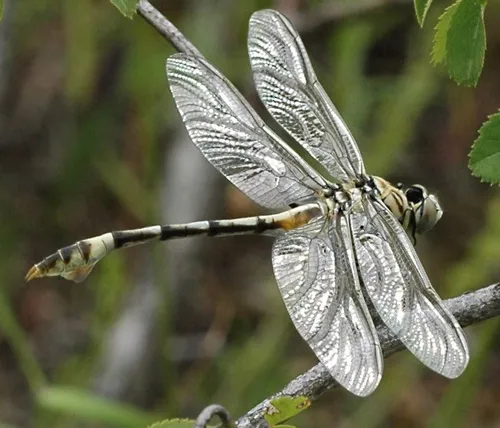 SILVER WINGS--UC Davis entomologist Michael Parrella submitted this striking photo of a silver-winged dragonfly in the Insect Salon juried photography show at the Entomological Society of America's 56th annual meeting, held last November in Reno. Parrella and UC Davis entomologist Frank Zalom were named ESA Fellows at the meeting. (Photo by Michael Parrella)