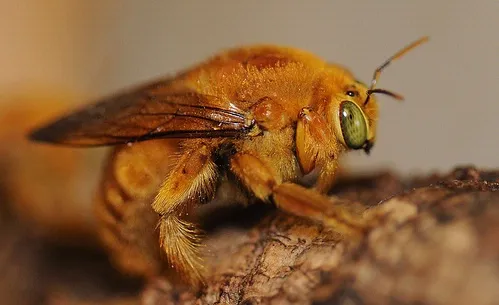 GREEN EYES--The male Valley carpenter bee is a green-eyed, golden insect nicknamed the "teddy bear" carpenter bee. (Photo by Kathy Keatley Garvey)
