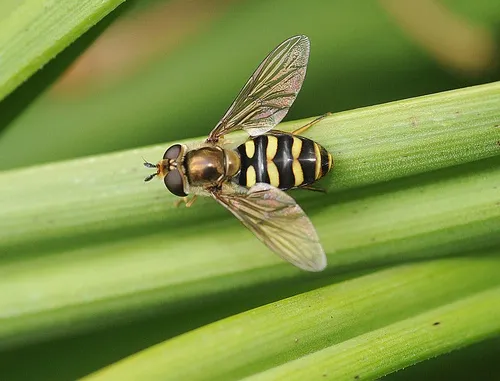 A hover fly or flower fly, Syrphus opinator, rests on a stem in the Storer Gardens, UC Davis. You'll be seeing more of these hover flies as the weather warms. This photo was taken Saturday, Jan. 24. (Photo by Kathy Keatley Garvey)