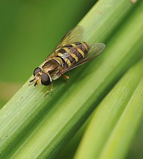 HEAD OF HOVER FLY--This close-up photo shows the head of the hover fly, Syrphus opinator. The insect is often mistaken for a honey bee. (Photo by Kathy Keatley Garvey)