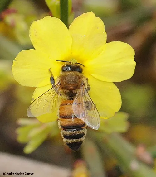 SIX-PETALED FLOWER--A honey bee forages on a winter jasmine in the Storer Gardens, University of California, Davis. (Photo by Kathy Keatley Garvey)
