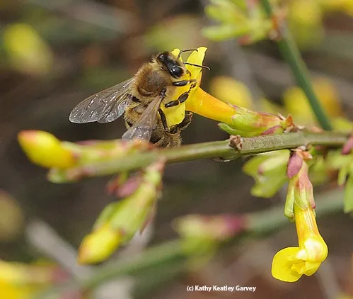 BEE HUG--If there ever were a "bee hug," this is it. This honey bee is totally wrapped around the winter jasmine. (Photo by Kathy Keatley Garvey)