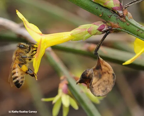 BEE IN BLOSSOM--A honey bee checks out the winter jasmine in the Storer Gardens on Jan. 24, 2009 at the University of California, Davis. Note the golden pollen on her leg.(Photo by Kathy Keatley Garvey)