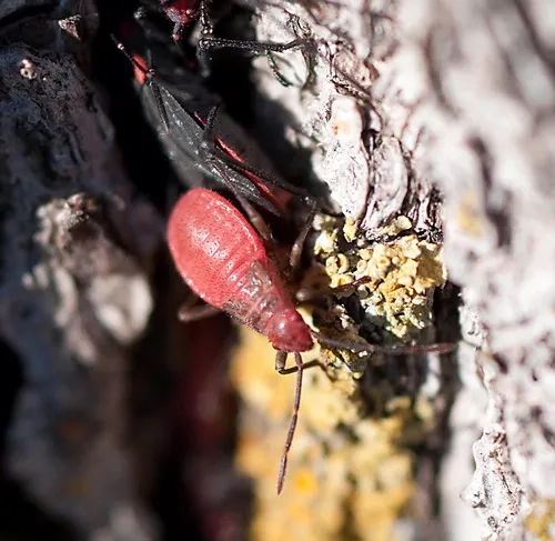 THE YOUNG AND THE RESTLESS--The nymph (bright red) of the soapberry bug scurries down a tree trunk. (Photo by James Moerhke)