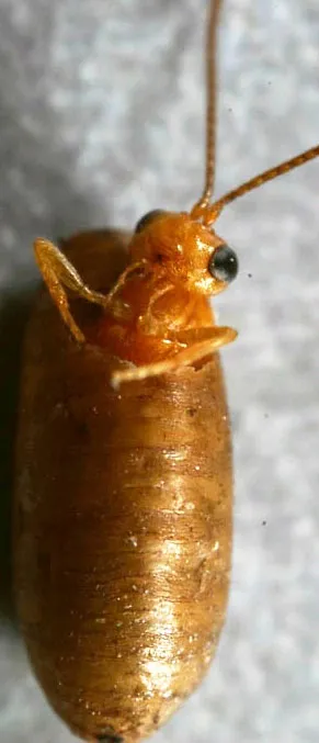 A wasp, Diachasma alloeum, emerges from the puparium of an apple maggot. (Photo by Andrew Forbes)