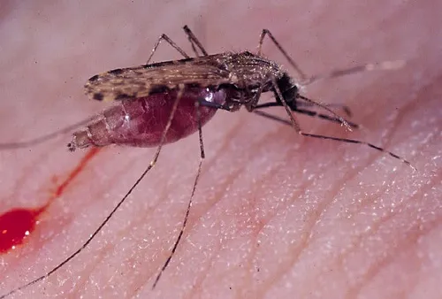MALARIA MOSQUITO--Anopheles gambiae is known for transmitting malaria. This photo was taken by Anthony "Anton" Cornel, an associate professor of entomology at UC Davis with a mosquito research lab at the Kearney Agricultural Center, Parlier. (Photo by Anton Cornel)