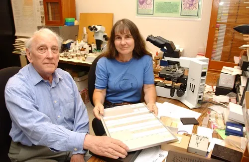STUDYING INSECTS--University of California, Davis entomologist Penny Gullan, a native of Australia, and noted British entomologist Douglas Williams collaborate on insect scale taxonomy. (Photo by Kathy Keatley Garvey)