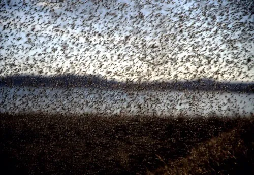 MIDGE MADNESS--This photo, showing billions of midges, was taken during the peak of the midge emergence at Lake Myvatn, Iceland. (Photo courtesy of Claudio Gratton)