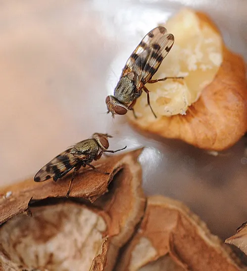These picture-winged flies were captured in Birds Landing in mid-February and popped into a jar for identification. (Photo by Kathy Keatley Garvey)