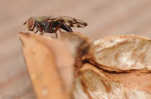 Side view of picture-winged fly.(Photo by Kathy Keatley Garvey)